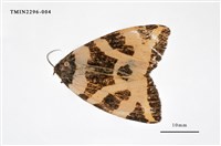 藏品(後黃斜帶毒蛾)的圖片